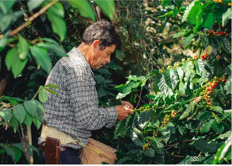 Caficultor colombiano